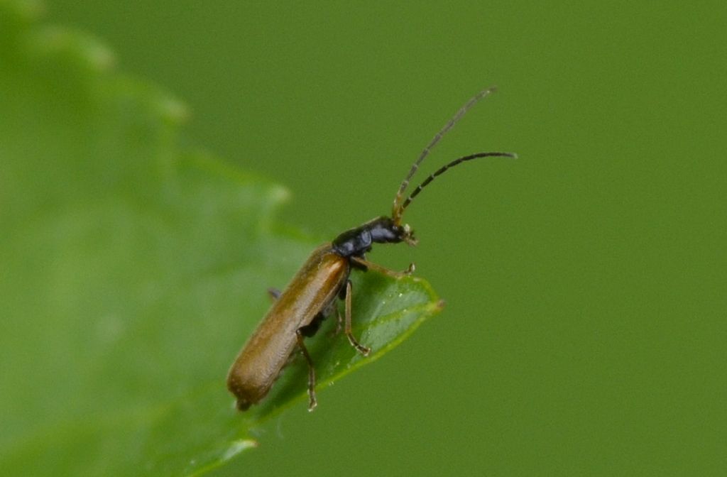 Rhagonycha? - Rhagonycha fuscitibia (cfr.)